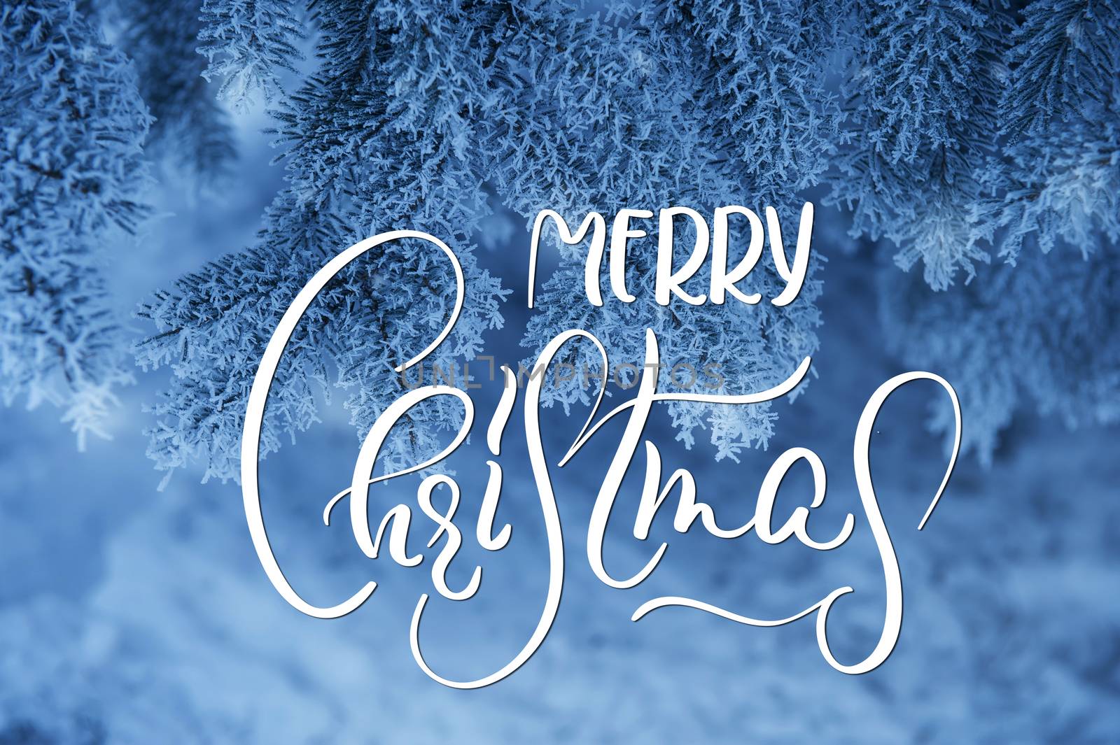 Frozen coniferous branches in white winter with text Merry Christmas. Calligraphy and lettering.
