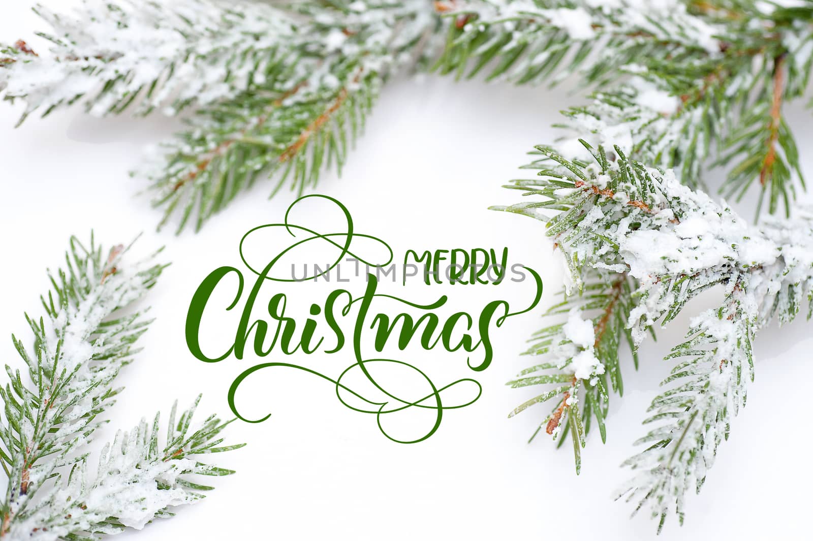 Branch of Christmas tree in snow with text Merry Christmas. Calligraphy lettering.