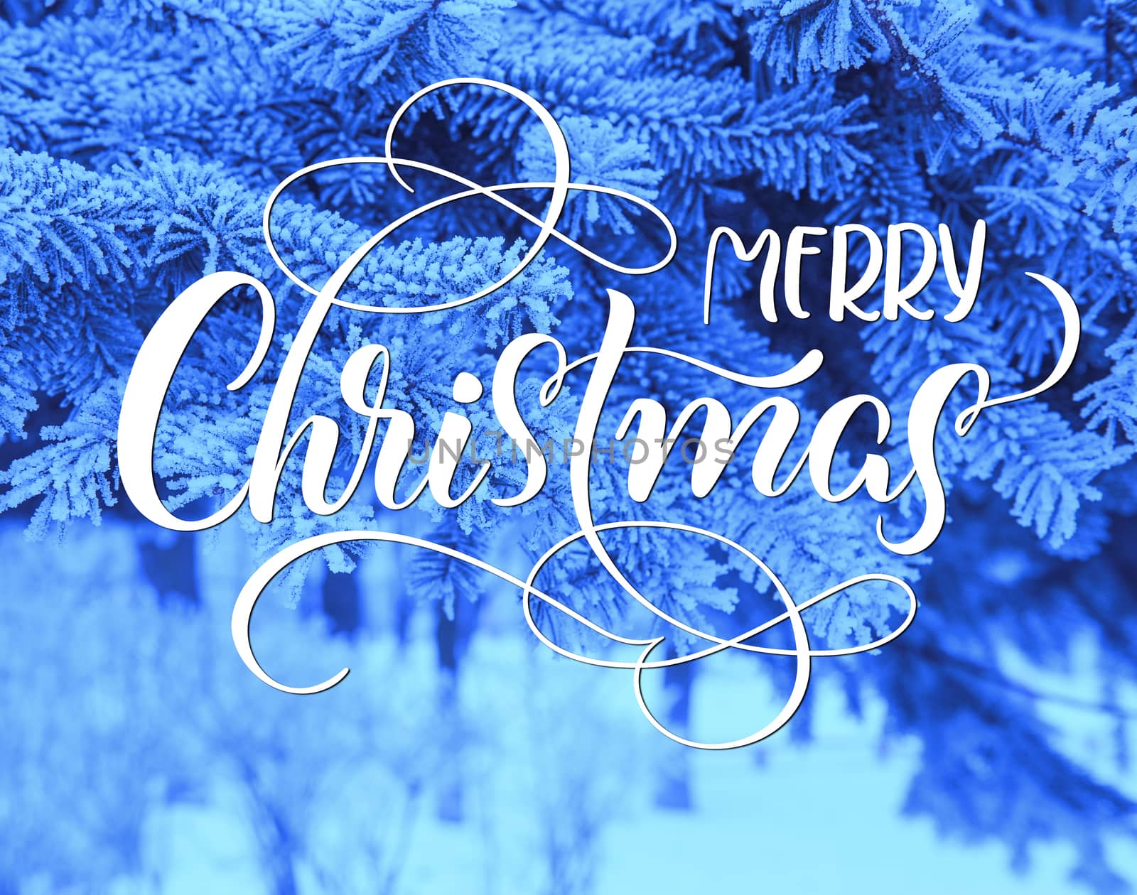 Snow Covered Pine Tree Branches Close Up with text Merry Christmas. Calligraphy lettering.