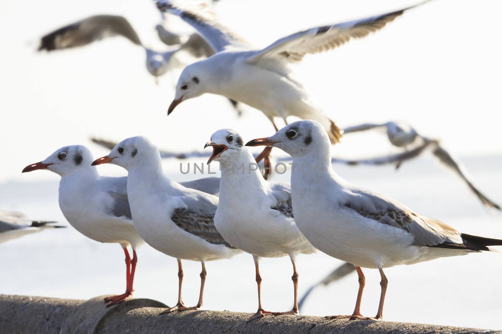 sea gull birds standing on sea bridge by khunaspix