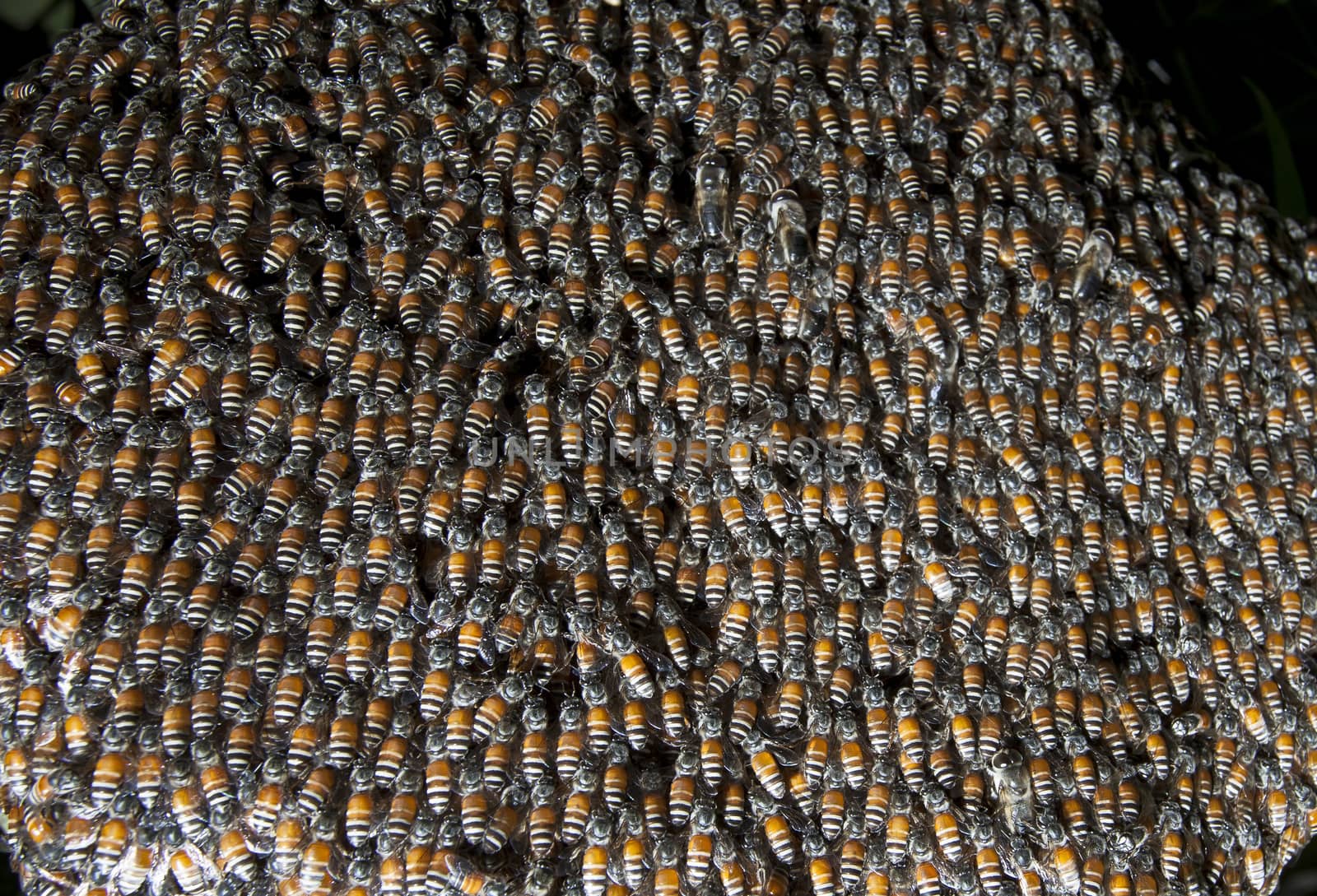 close up of bee insect in beehive  by khunaspix