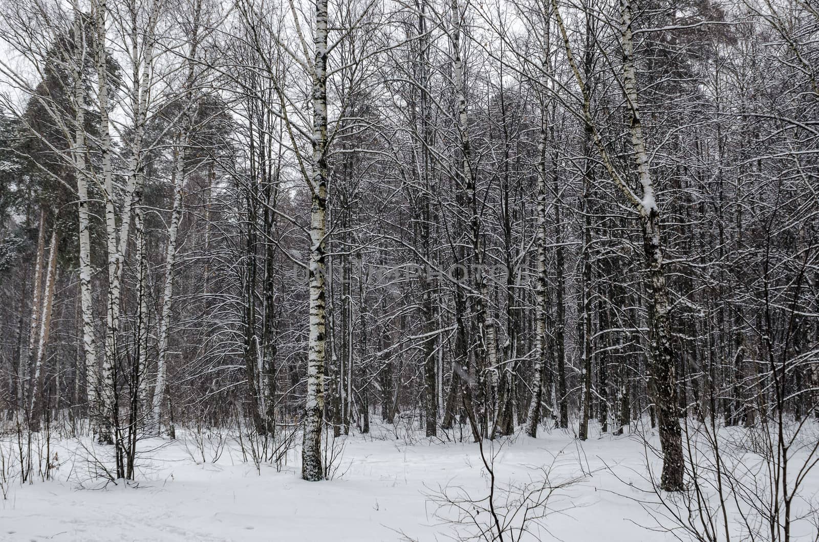 Winter in the forest in the winter