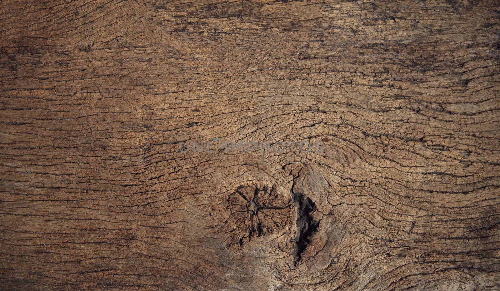 beautiful close up textured of bark wood use as multipurpose nat by khunaspix