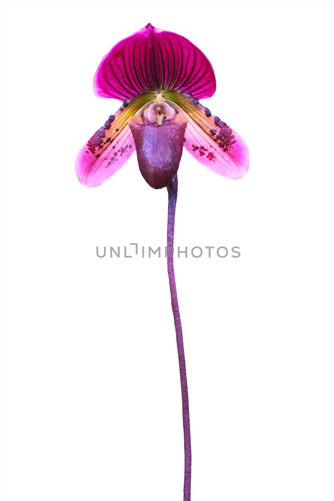 Lady's slipper orchid. Paphiopedilum Callosum isolated on white background for multipurpose