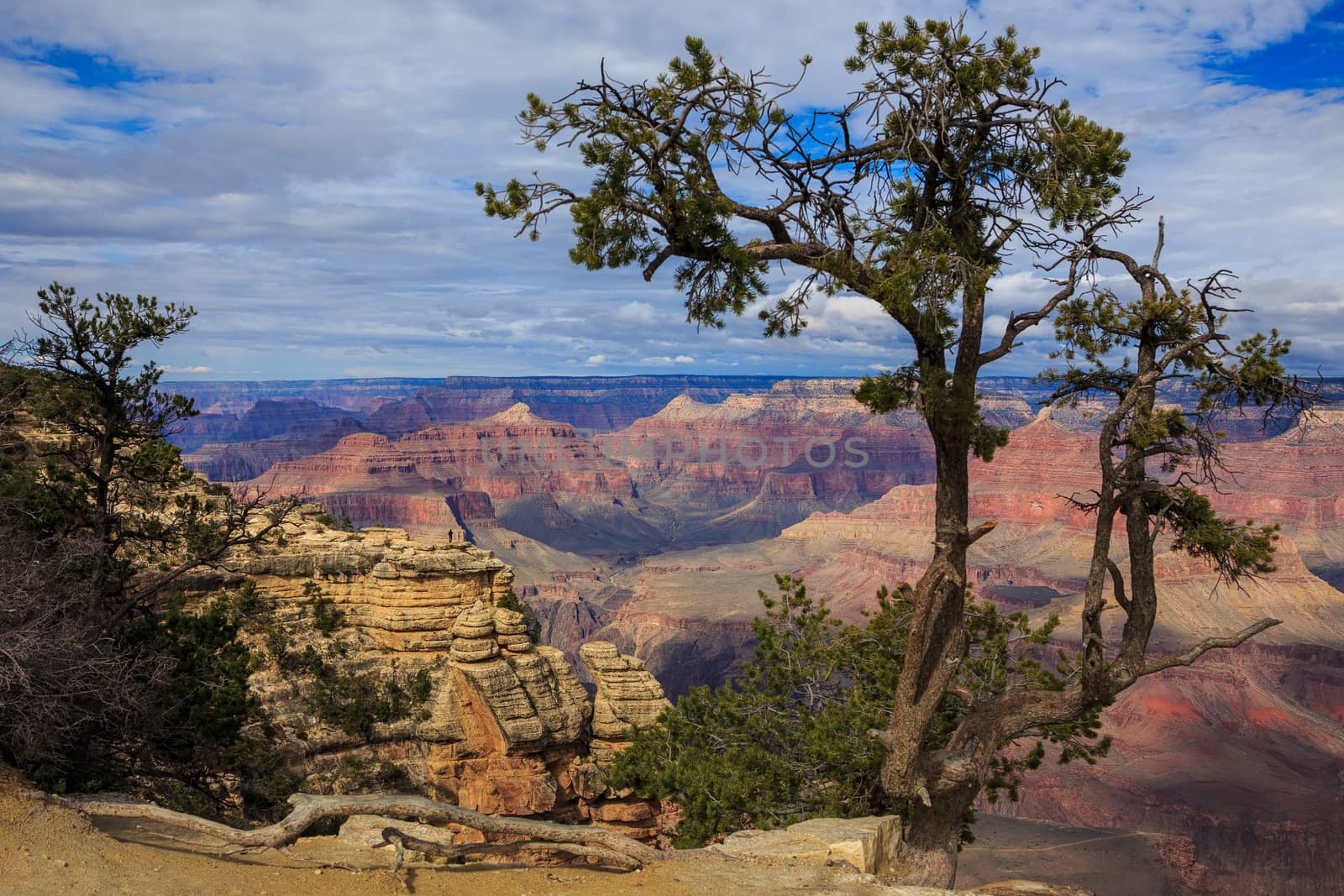 Impressive tree on South Rim of Grand Canyon, Arizona, United St by dpetrakov