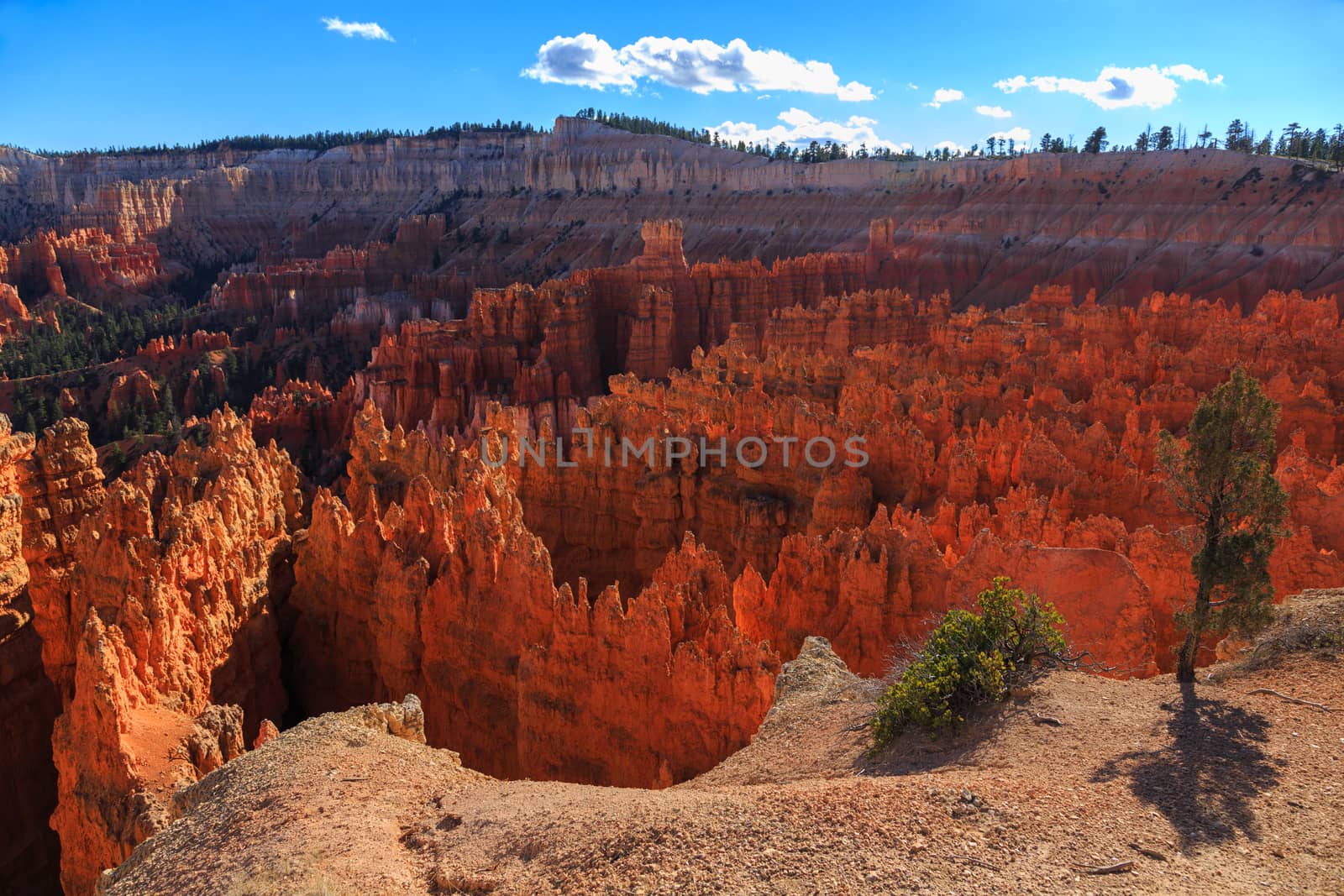 A tree on a cliff on the background of the hoodoos. Bryce Canyon National Park, Utah, USA