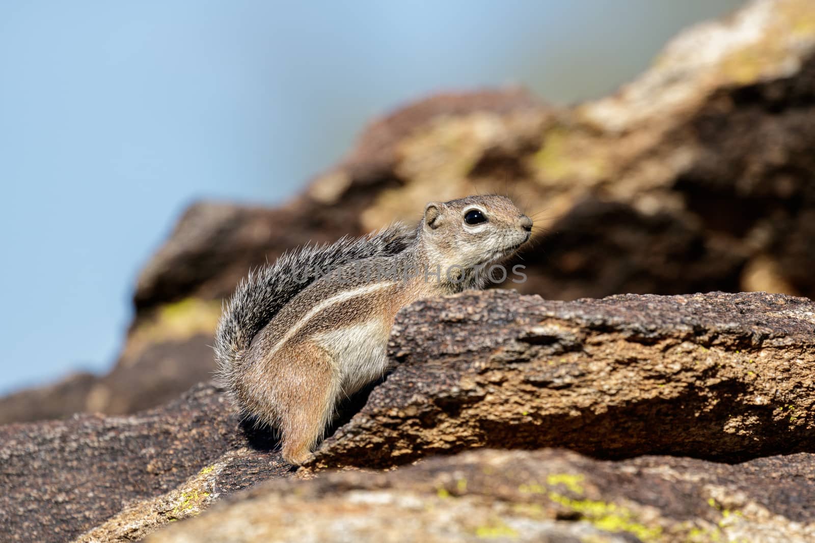 Chipmunk stands on a stone in the sunshine on a blurred background of stones