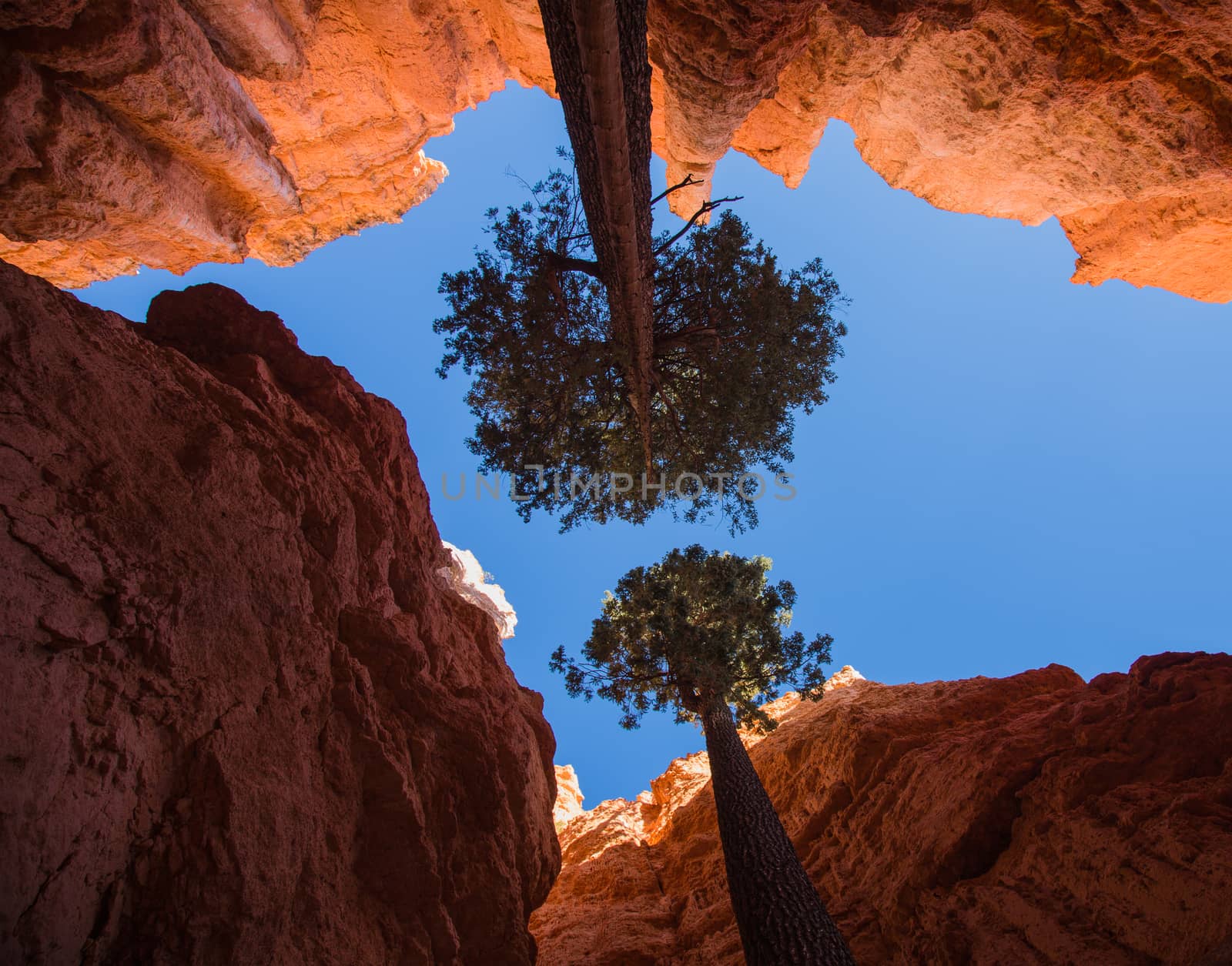 Trees at the bottom of the canyon. Bryce Canyon National Park, U by dpetrakov