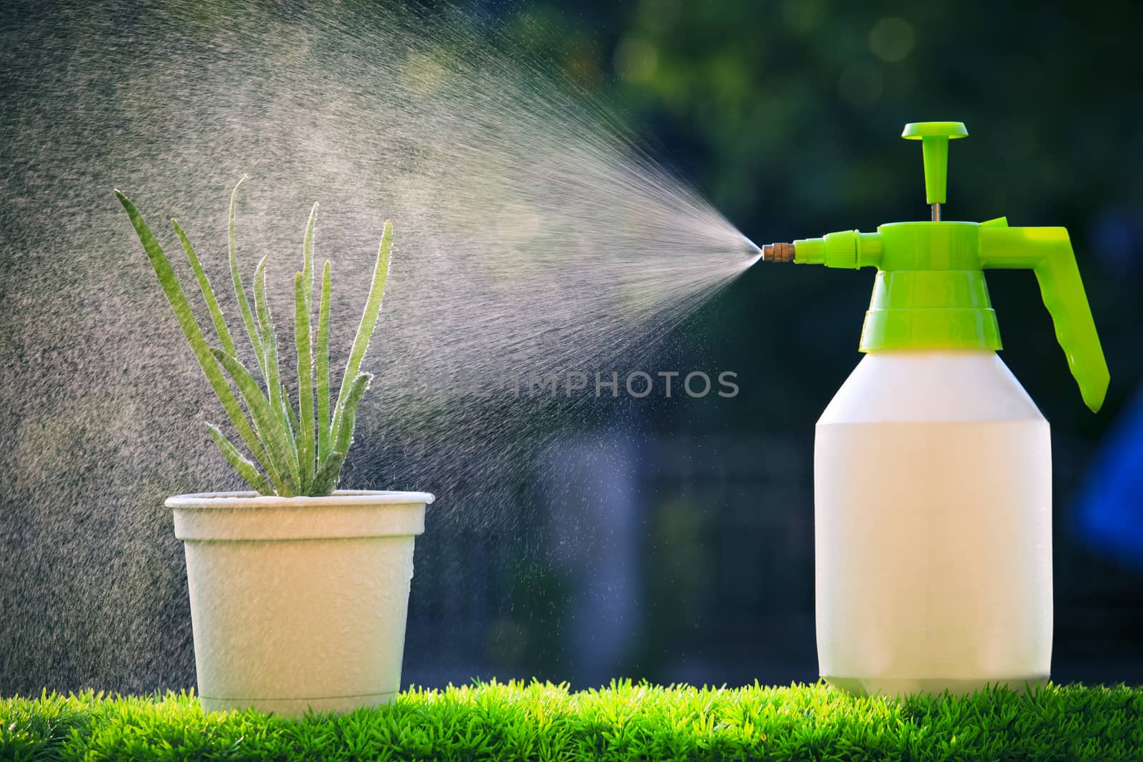 water spray water to red onion plant with beautiful blur backgru by khunaspix