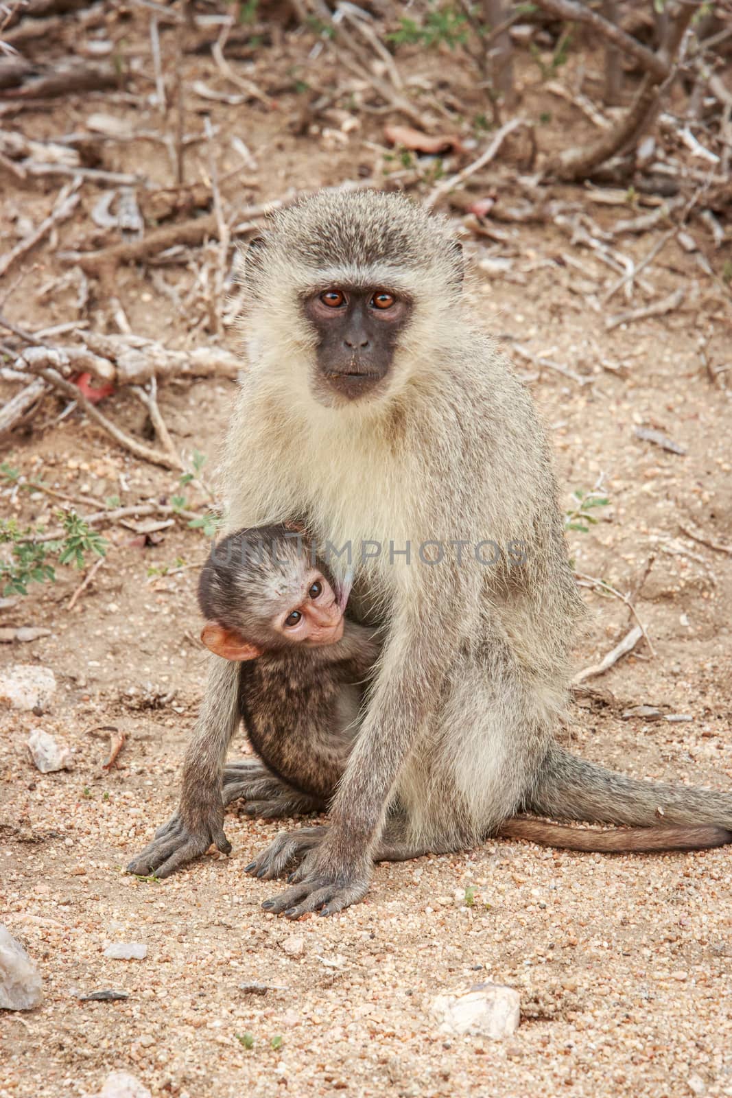 Mother Vervet monkey with a baby in the Kruger National Park, South Africa.