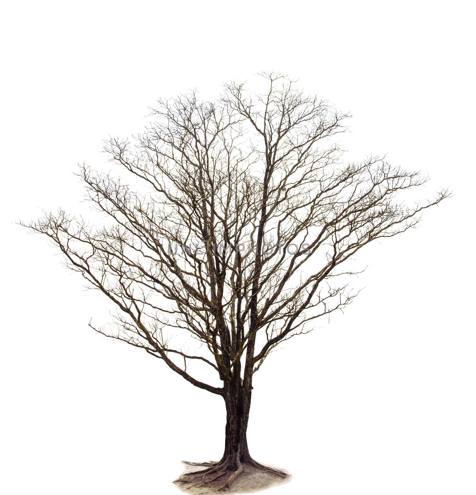 out line of dry tree branch isolated white background use for de by khunaspix