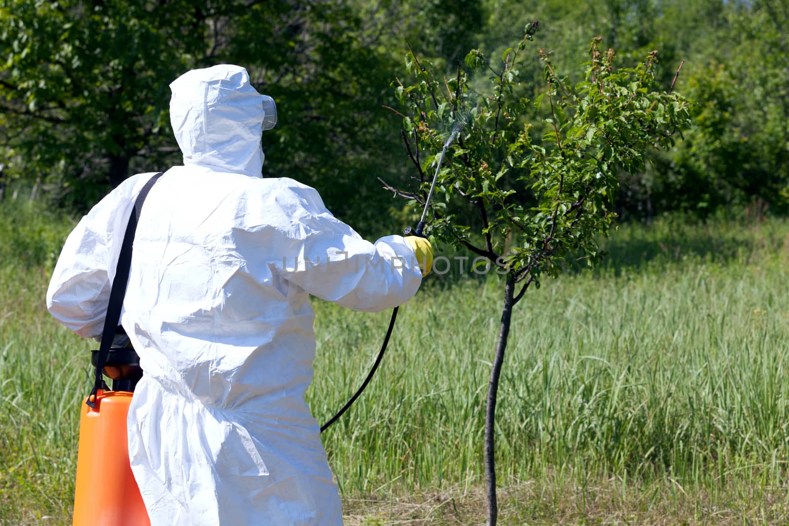 Pesticide spraying. Pest management. by wellphoto