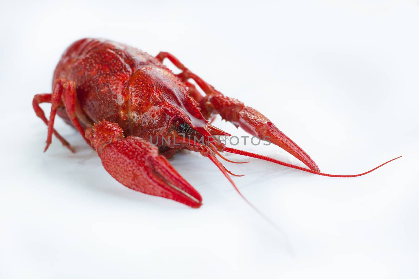 Red boiled crayfish with claws isolated on white