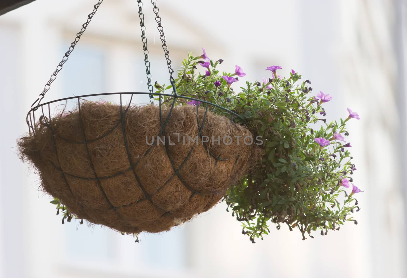 flower pot with purple flowers hang on the street