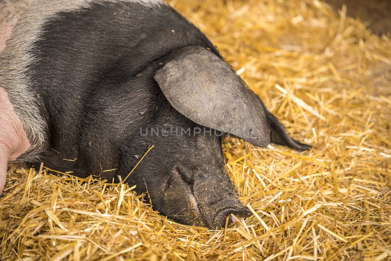 Close-up image with the head of a Swabian-Hall swine, a german breed of pigs, resting on a bed of hay.