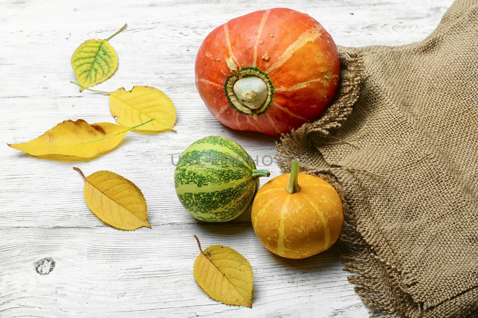 Autumn harvest pumpkins by LMykola