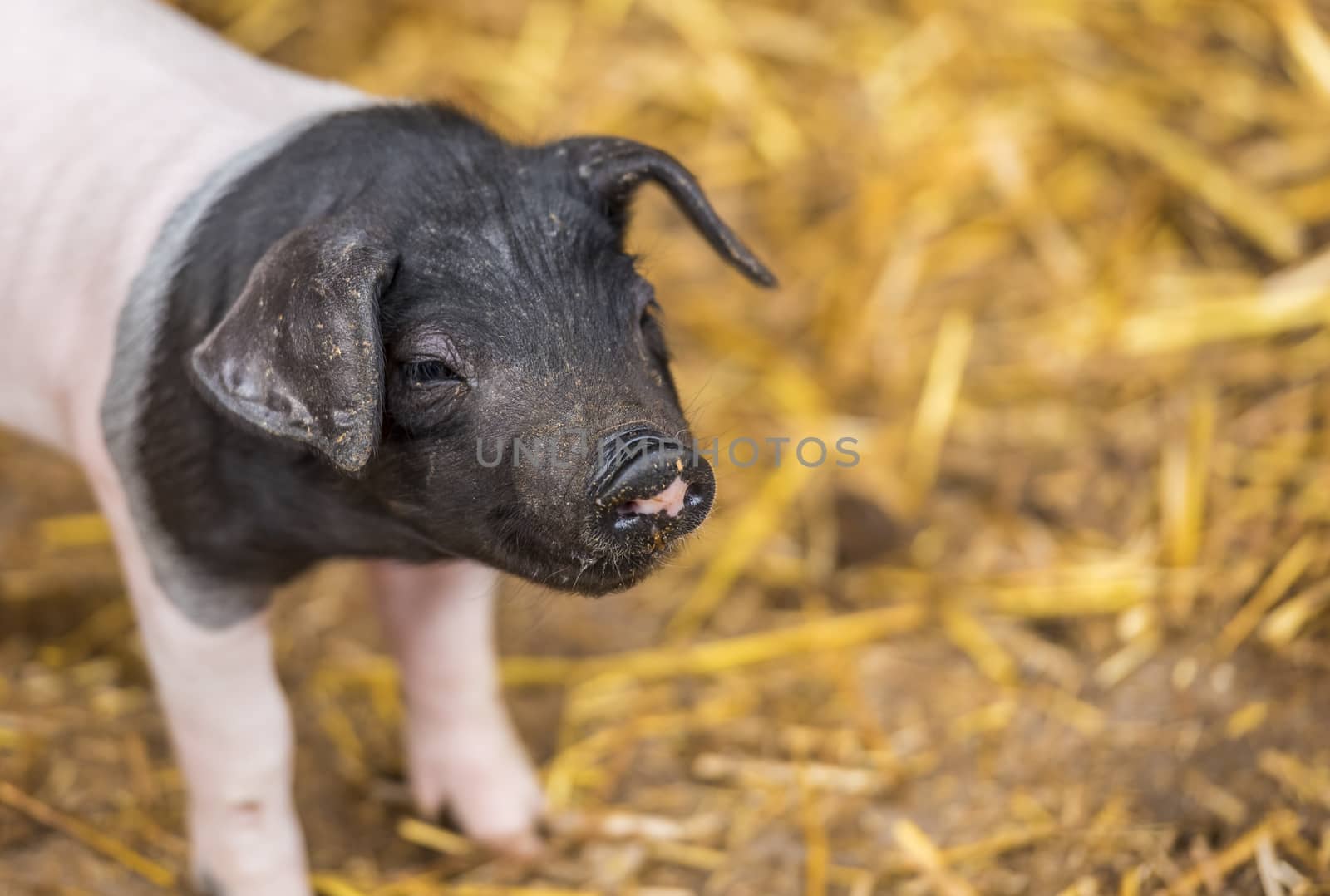Close-up with an adorable baby pig, two weeks old,  from  the Swabian-Hall swine breed, with a funny snout.