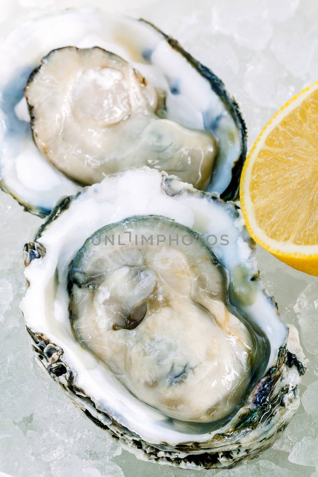 Fresh Oysters with lemon on ice background. Opened fresh oysters for  appetizer with selective focus on ice texture .