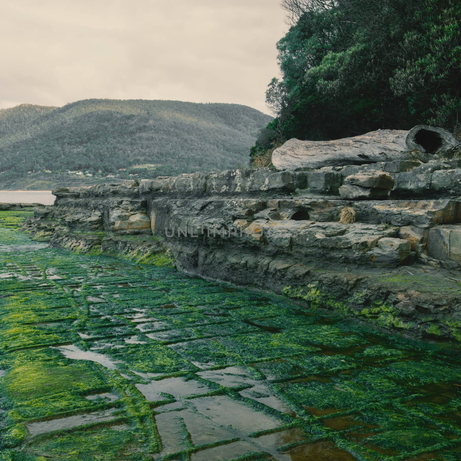 View of Tessellated Pavement in Pirates Bay, Tasmania.