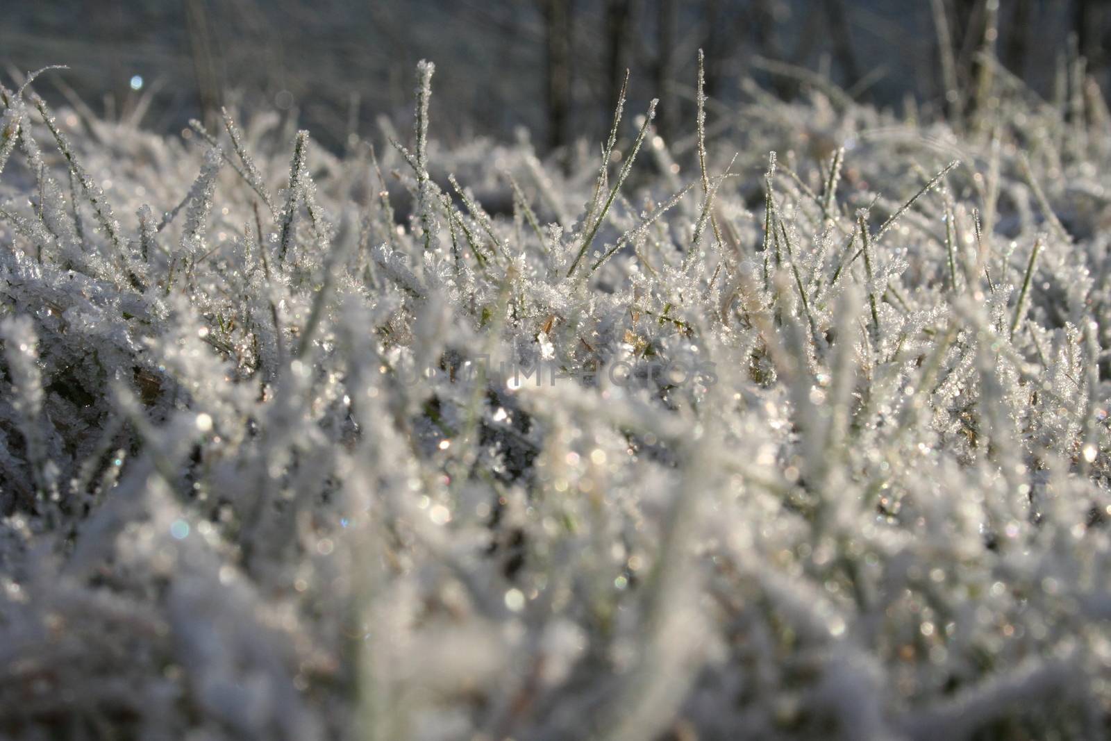 winter frost by elin_merete