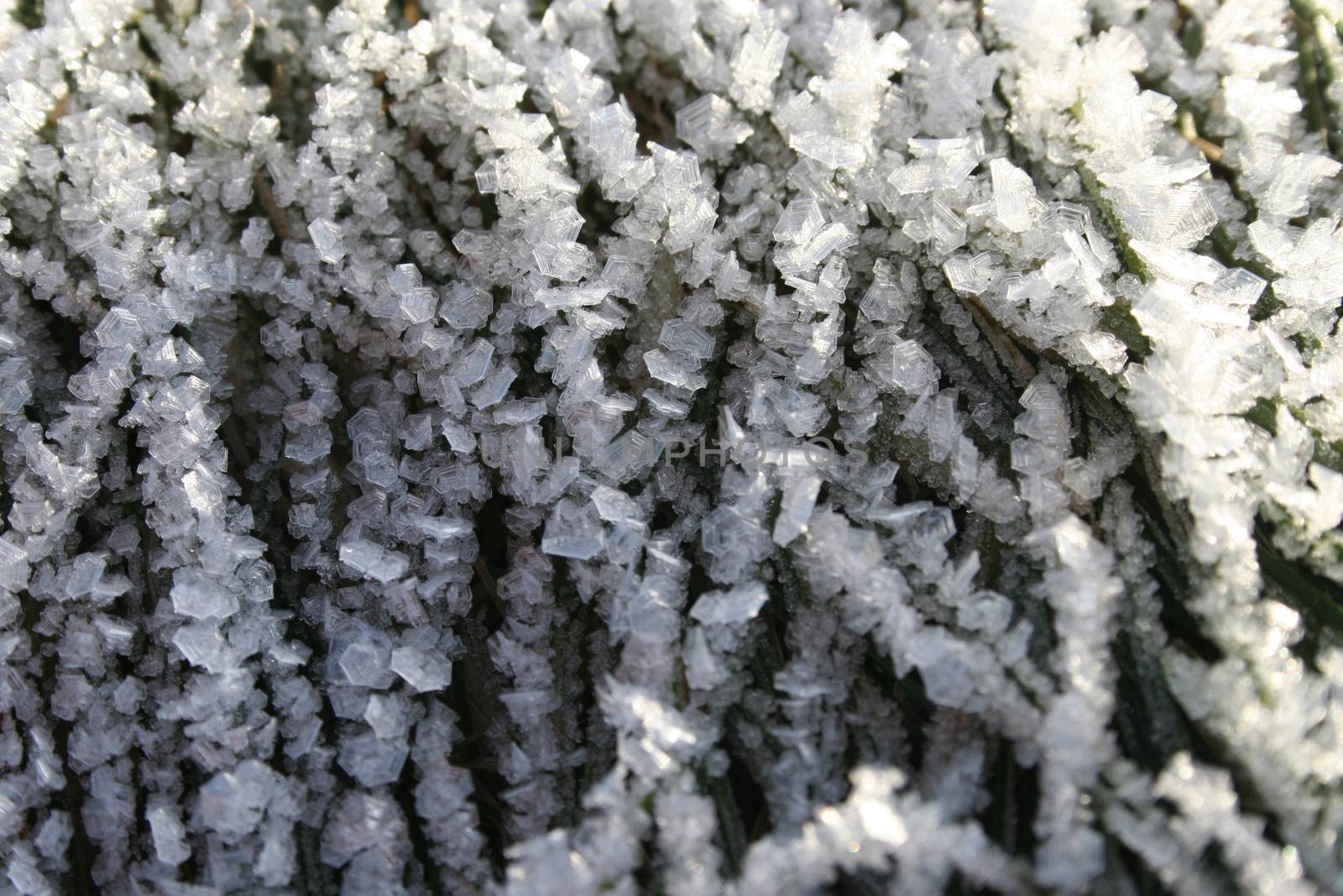winter frost by elin_merete