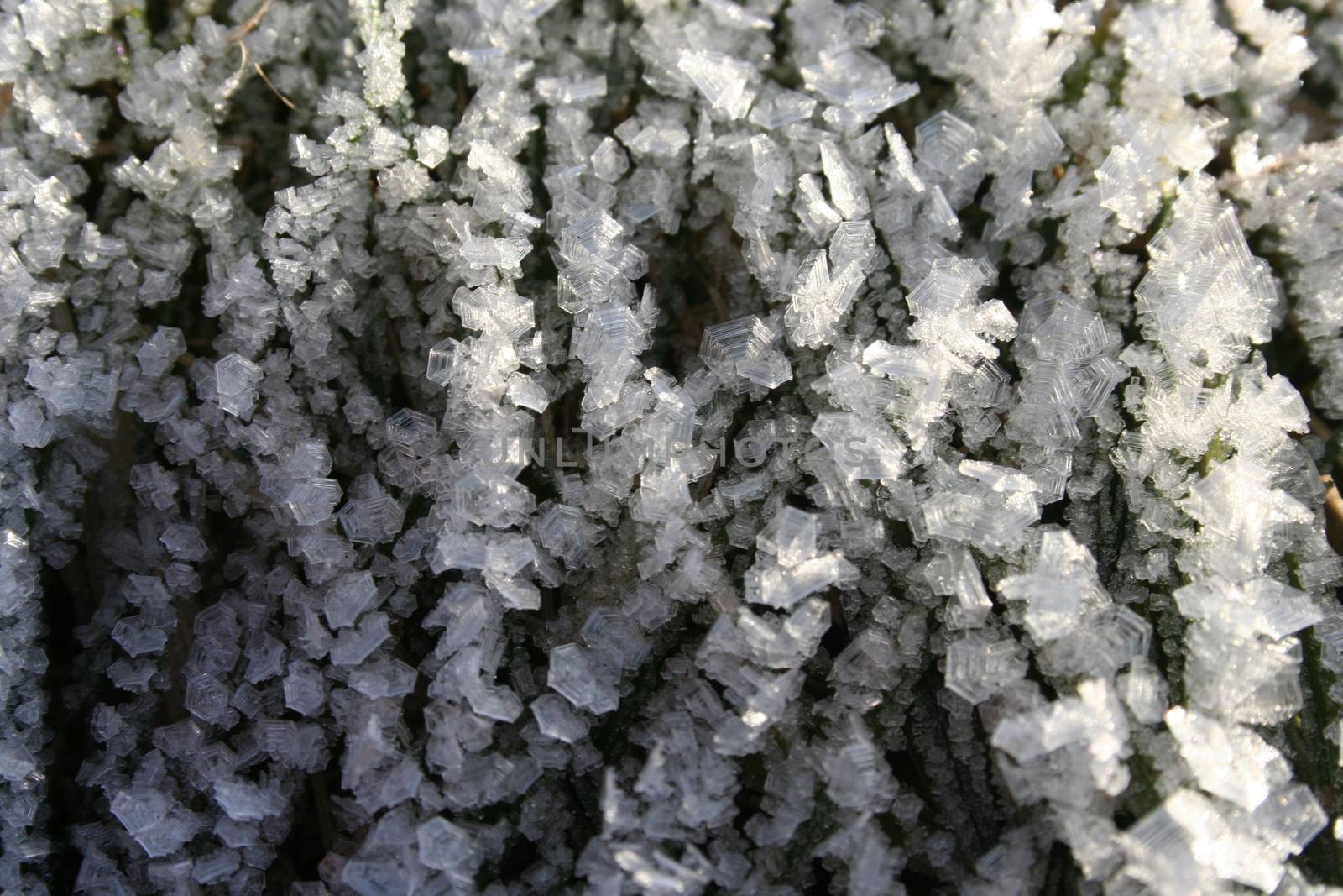 winter frost