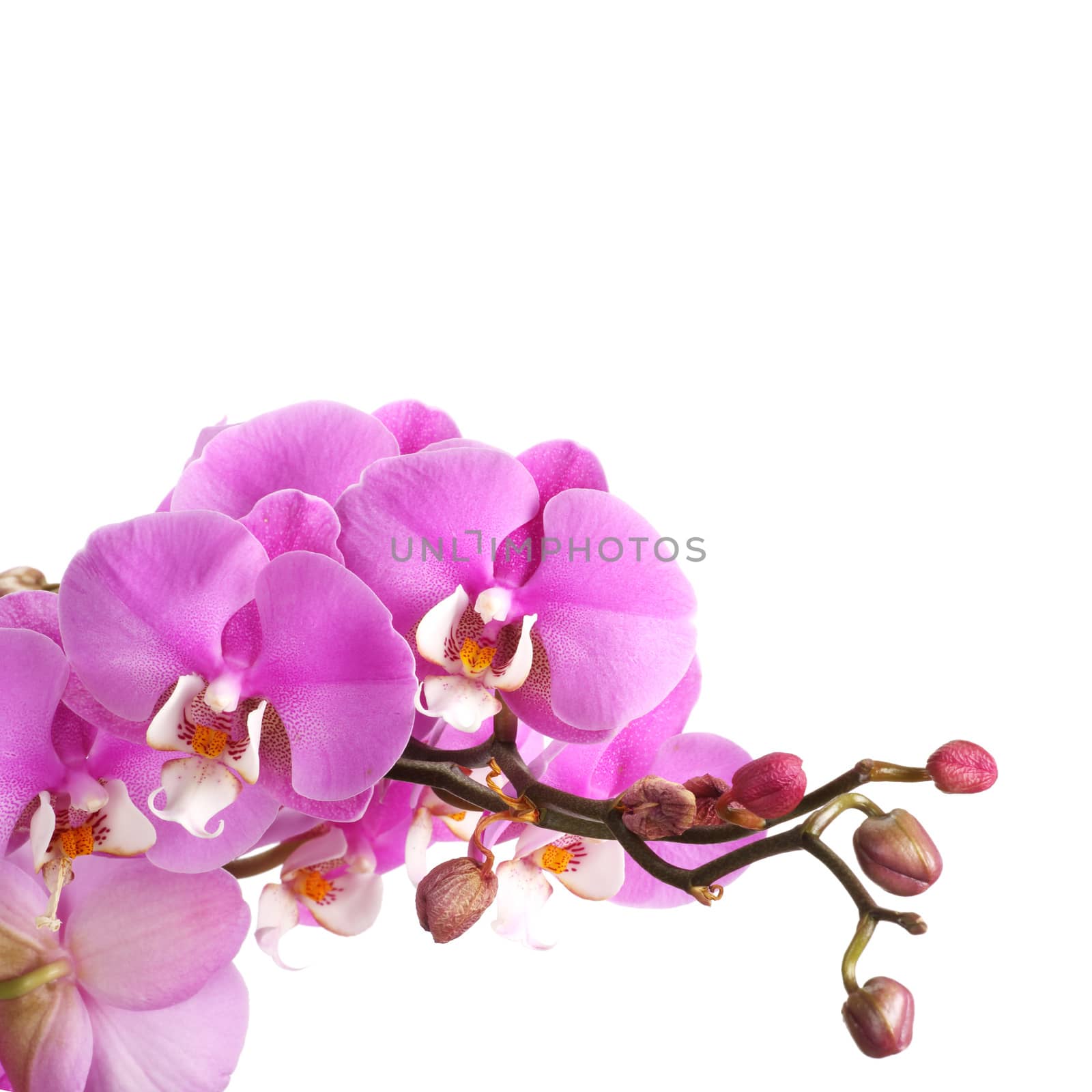 Pink streaked orchid flower isolated on white background