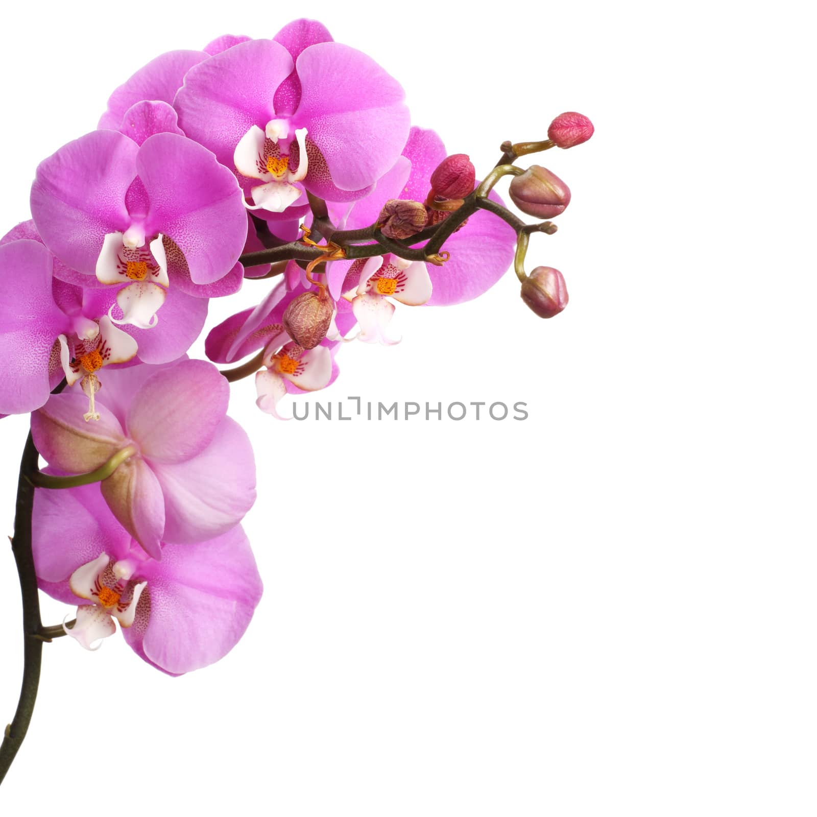Pink streaked orchid flower isolated on white background