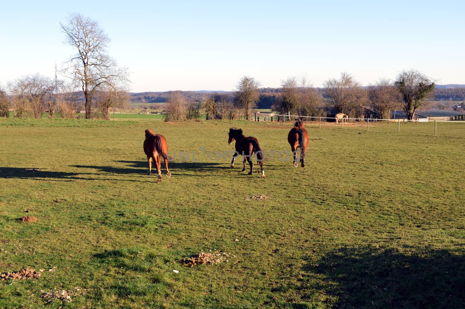 Three horses of brown color galloping in a green pasture