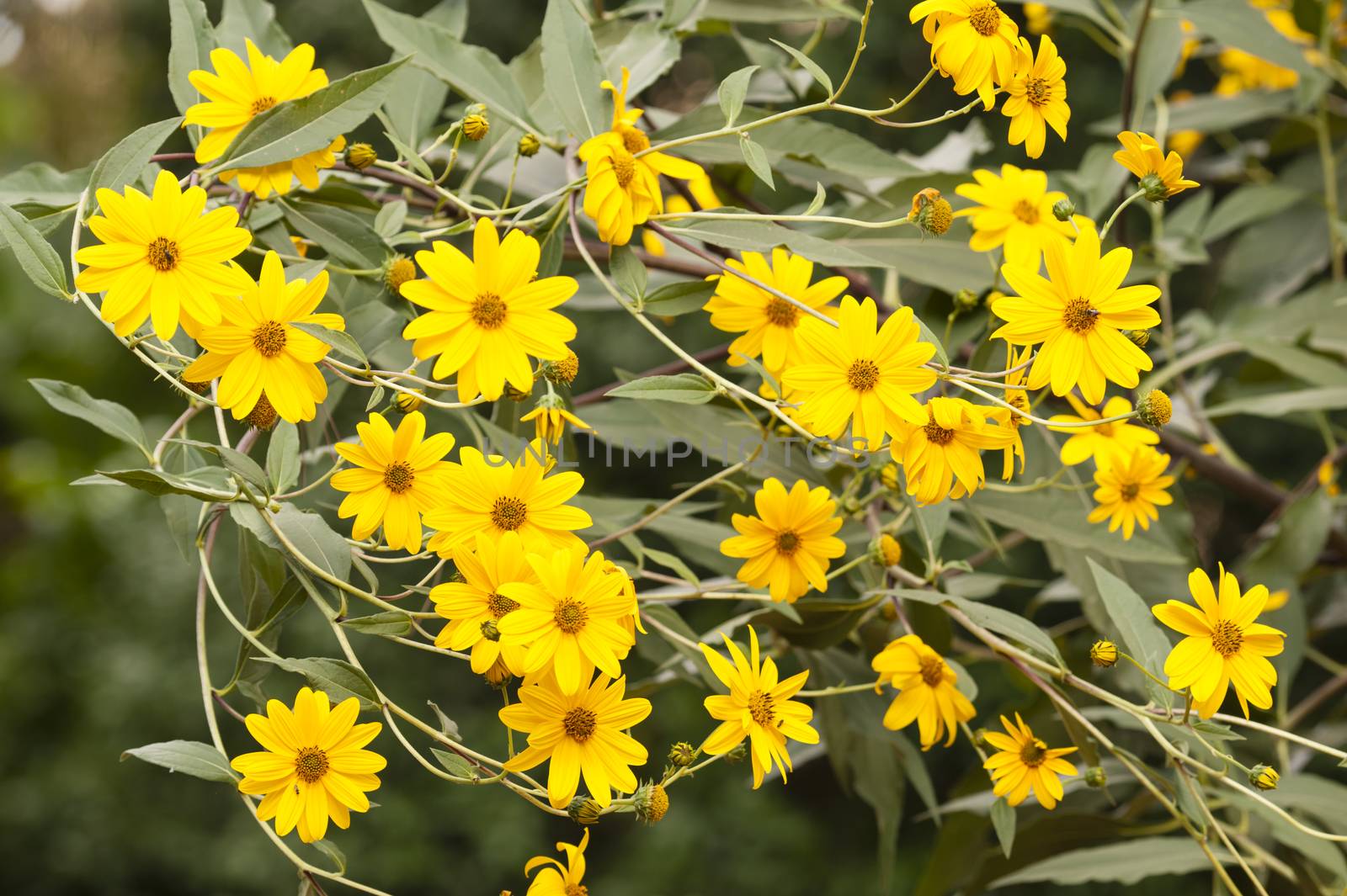Jerusalem artichoke (Helianthus tuberosus), sunroot, sunchoke, earth apple or topinambour, species of sunflower native to eastern North America, cultivated across the temperate zone for its edible tuber.