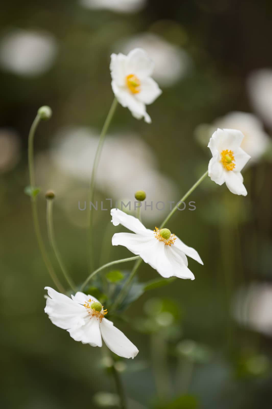 Anemone hupehensis flowers, Chinese anemone or Japanese anemone, thimbleweed, or windflower, flowering herbaceous perennials in the Ranunculaceae family