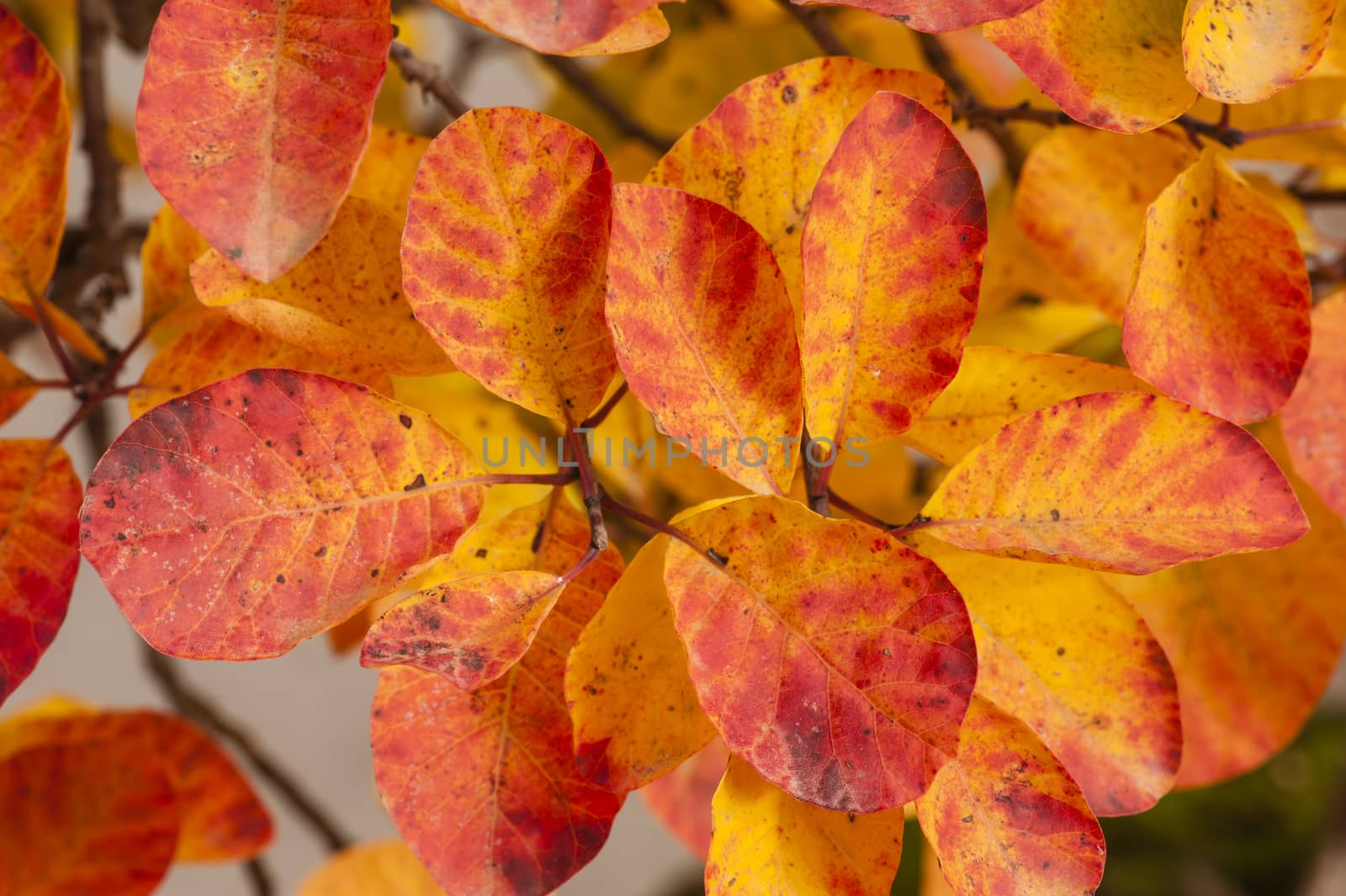 Colorful plant details of nature in Autumn season