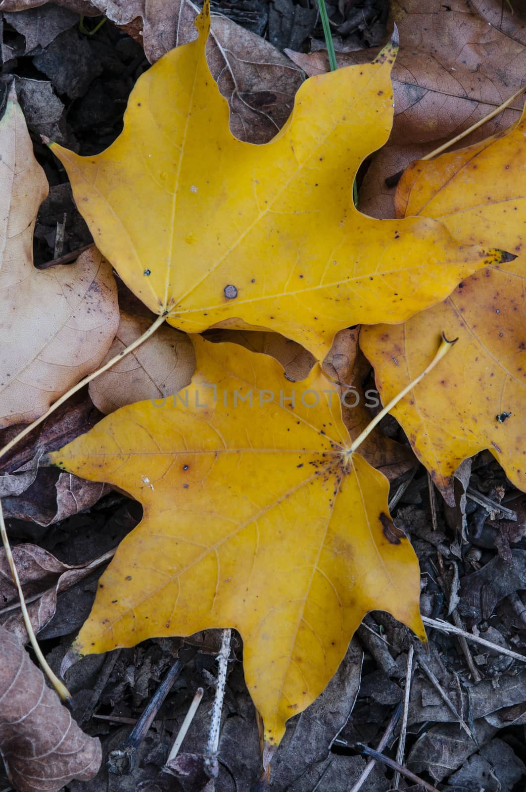 Details of nature in Autumn by AlessandroZocc