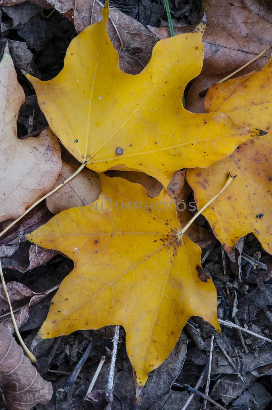 Colorful plant details of nature in Autumn season