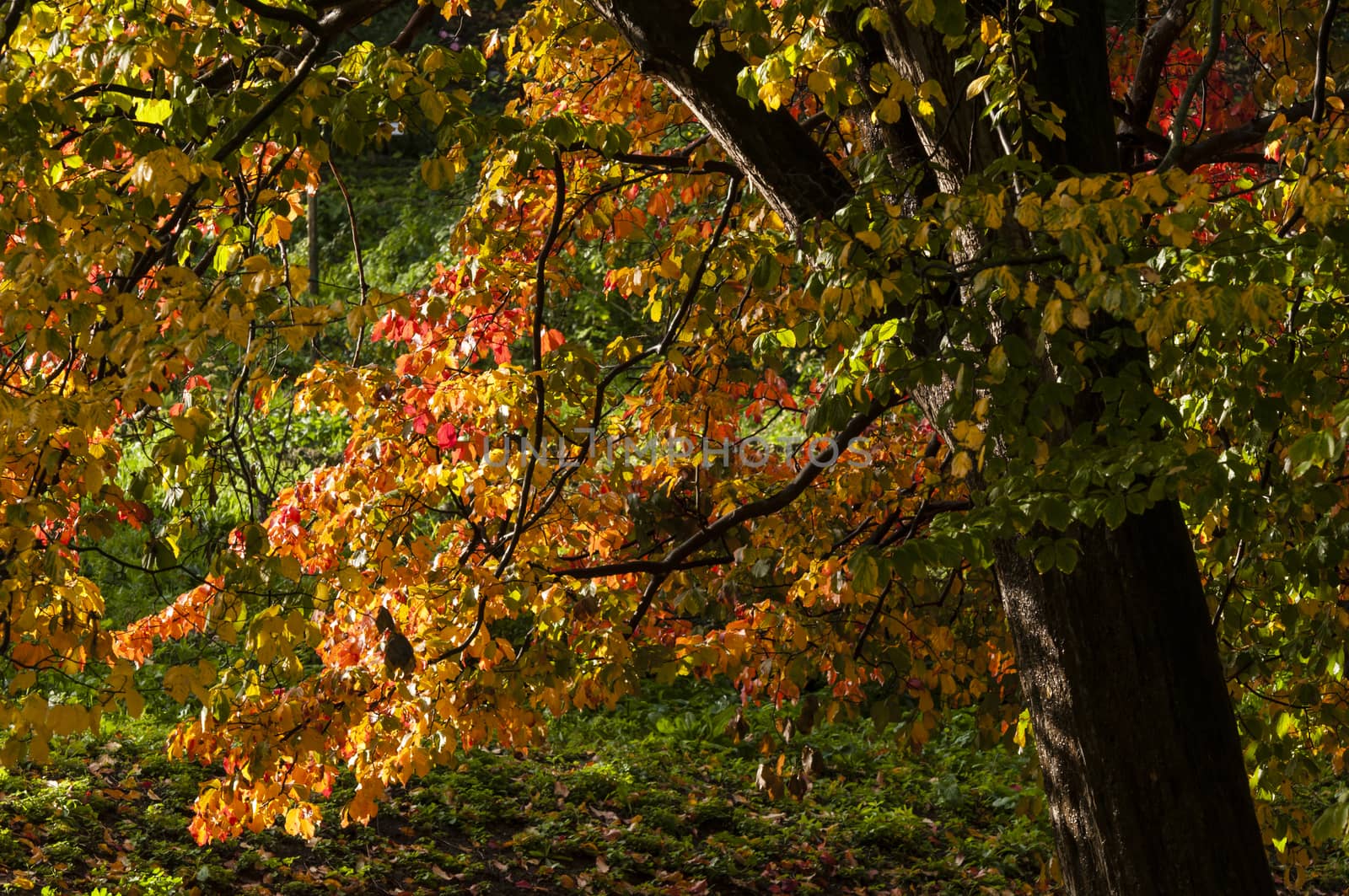 Colorful plant details of nature in Autumn season