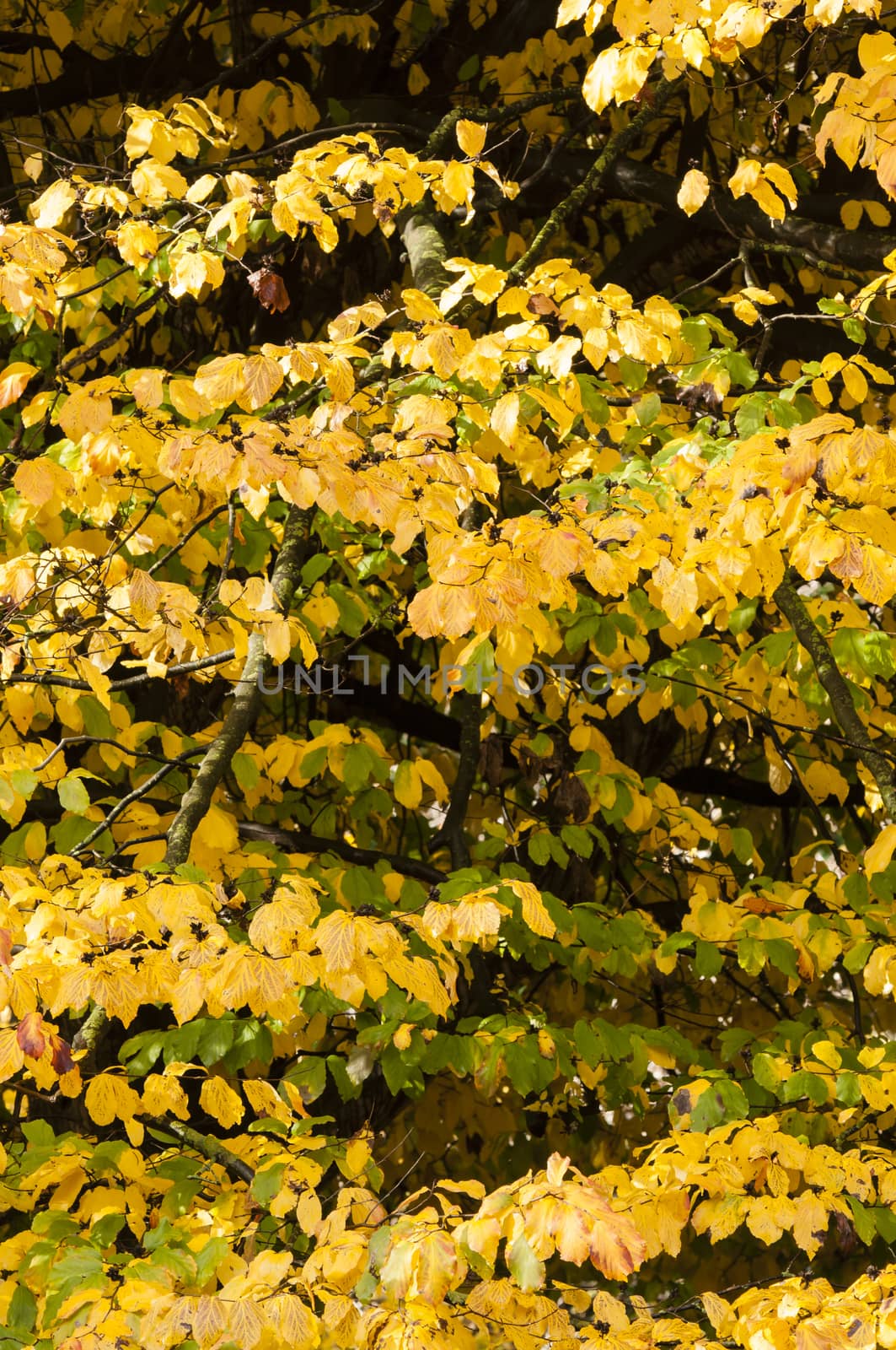 Colorful plant details of nature in Autumn season