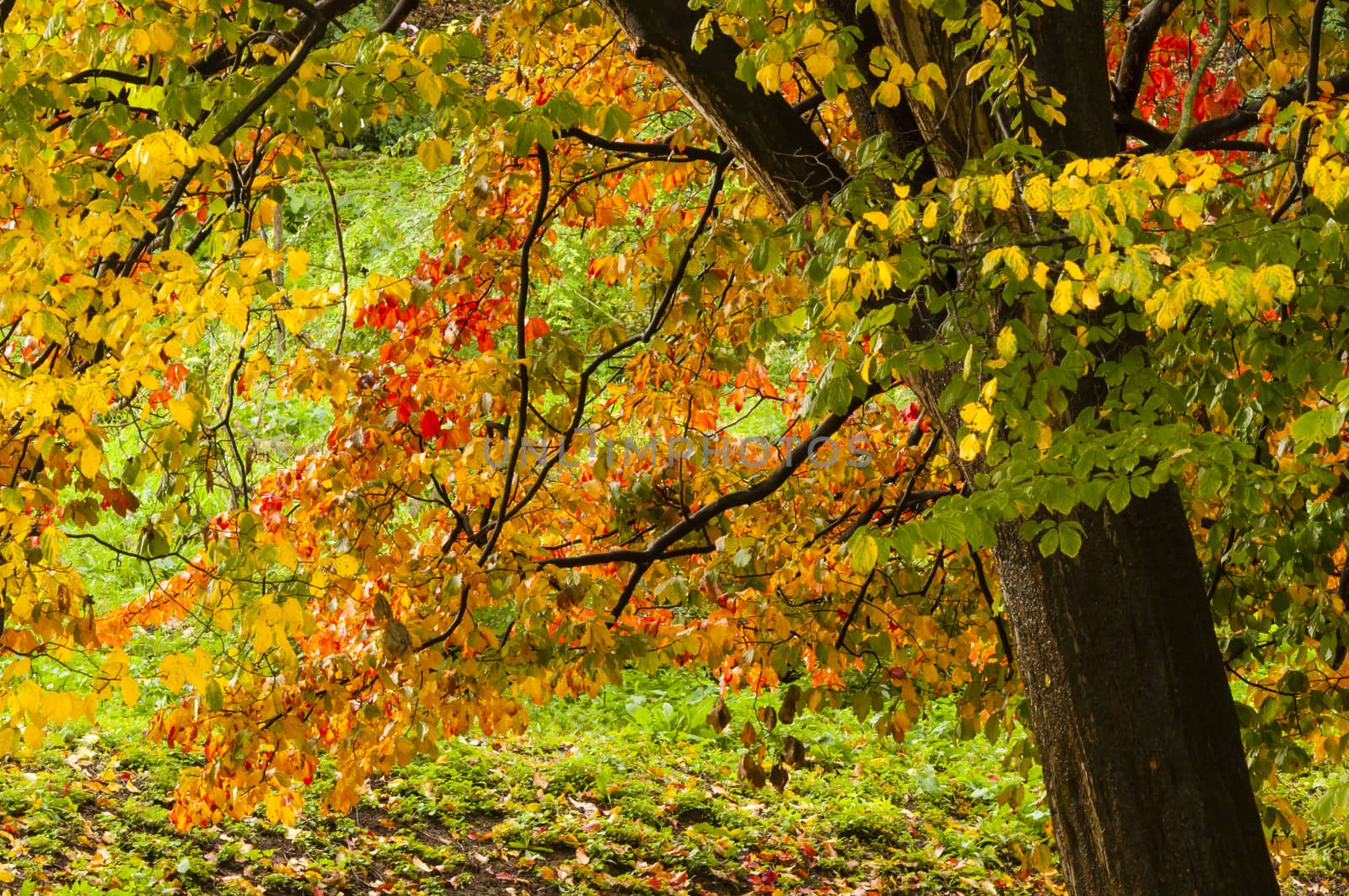 Colorful plant details of nature in Autumn season