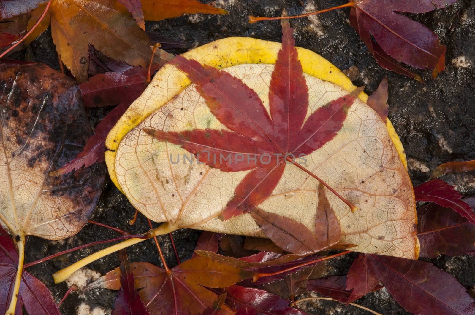 Colorful plant details of nature in Autumn season