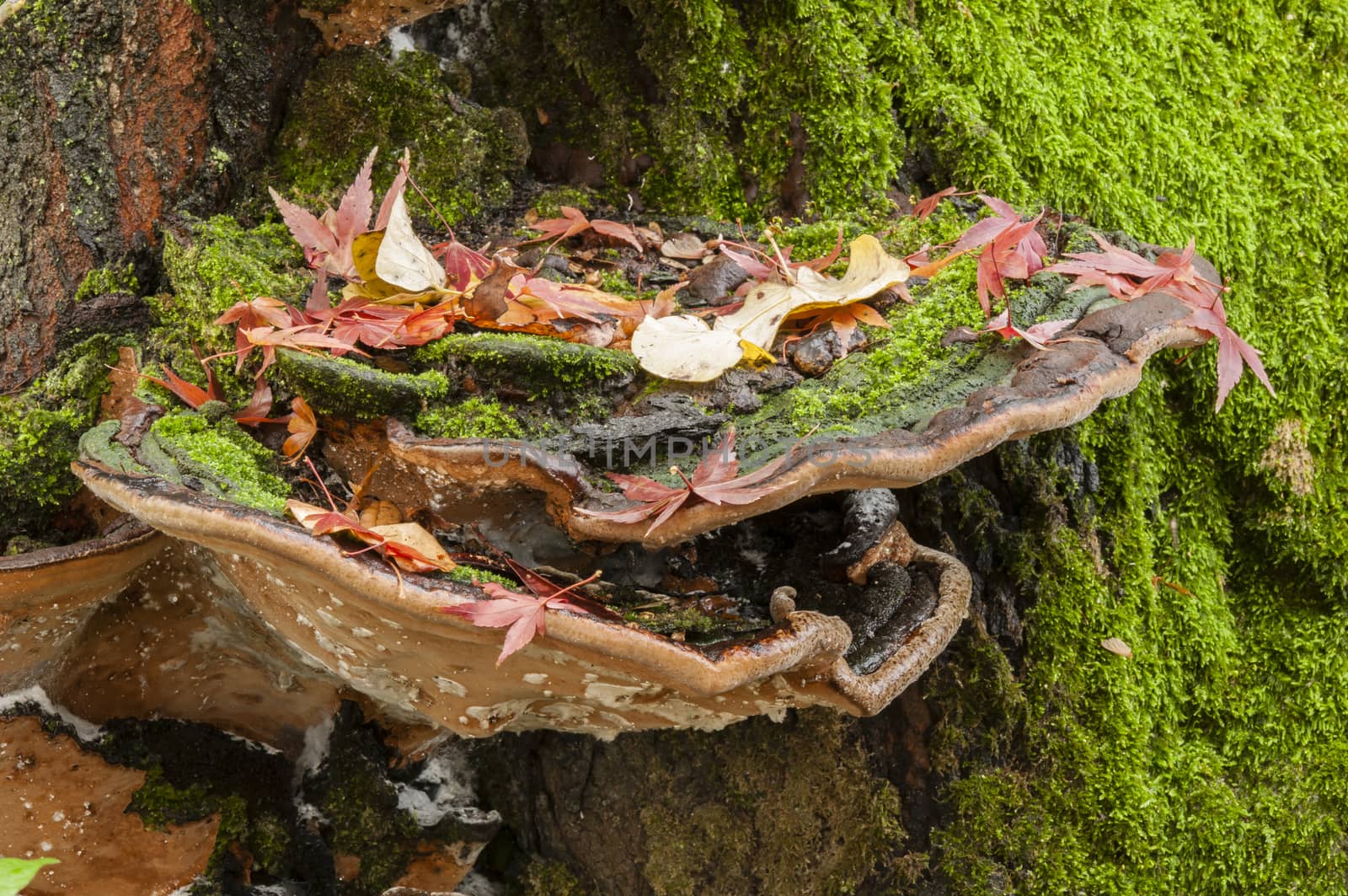 Colorful plant details of nature in Autumn season