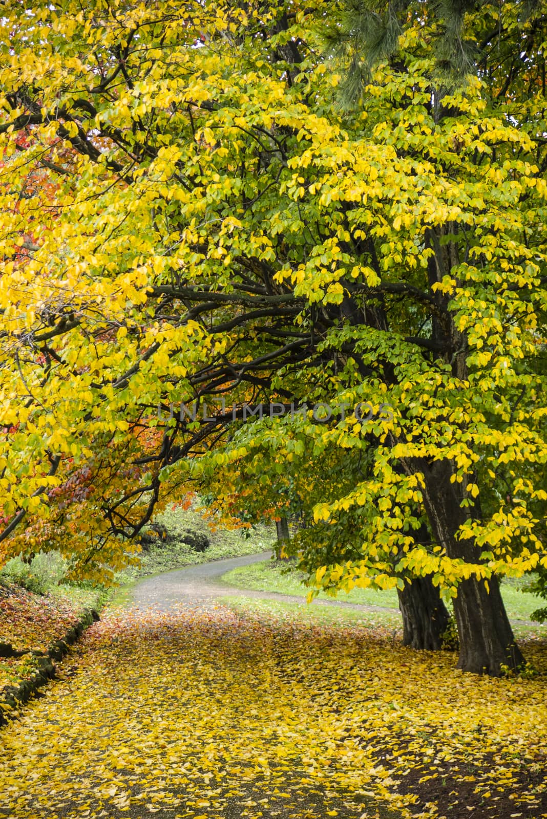 Colorful plant details of nature in Autumn season