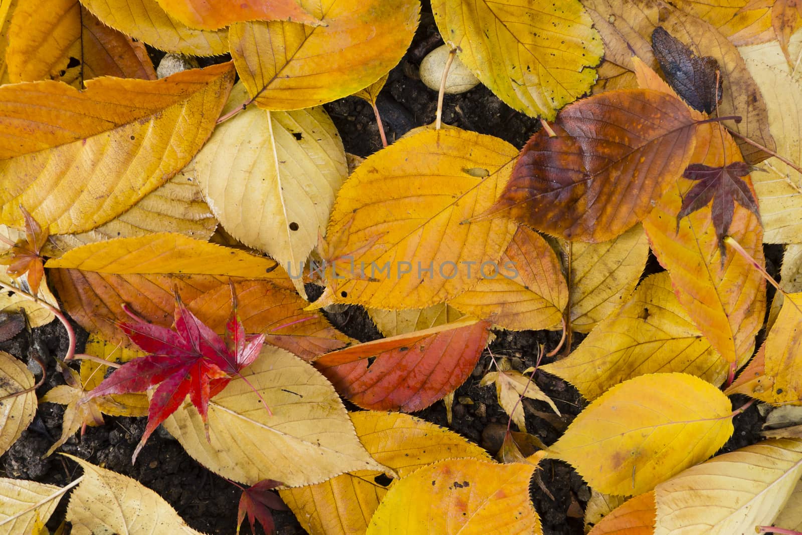 Colorful plant details of nature in Autumn season