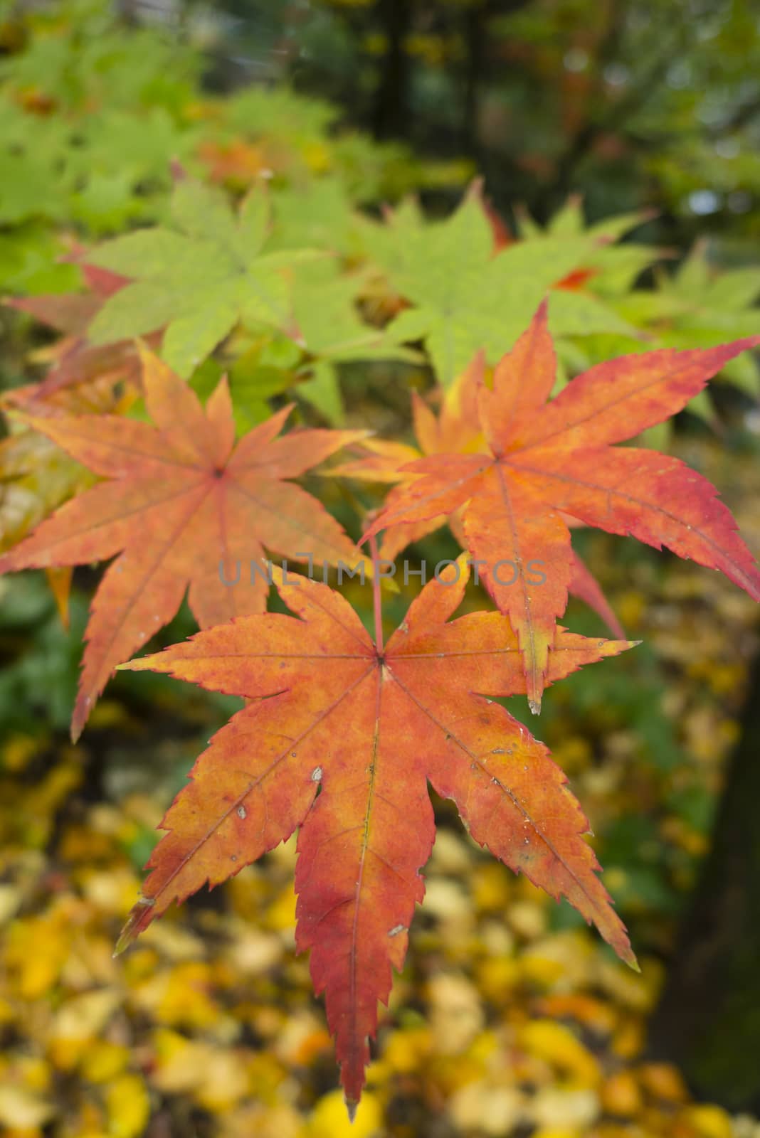 Details of nature in Autumn by AlessandroZocc