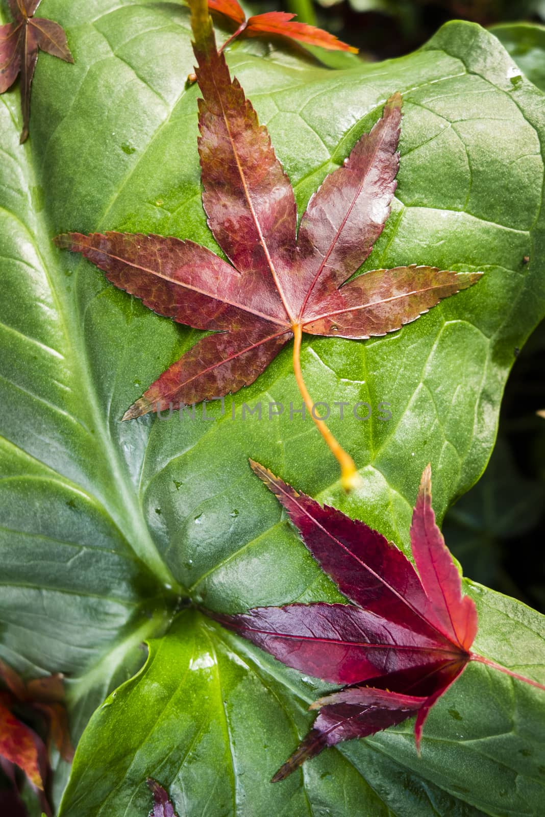 Colorful plant details of nature in Autumn season