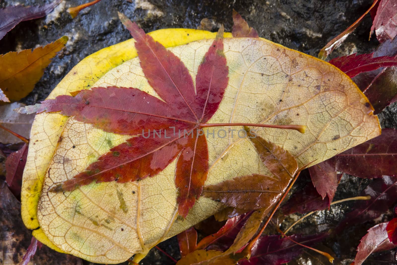 Colorful plant details of nature in Autumn season