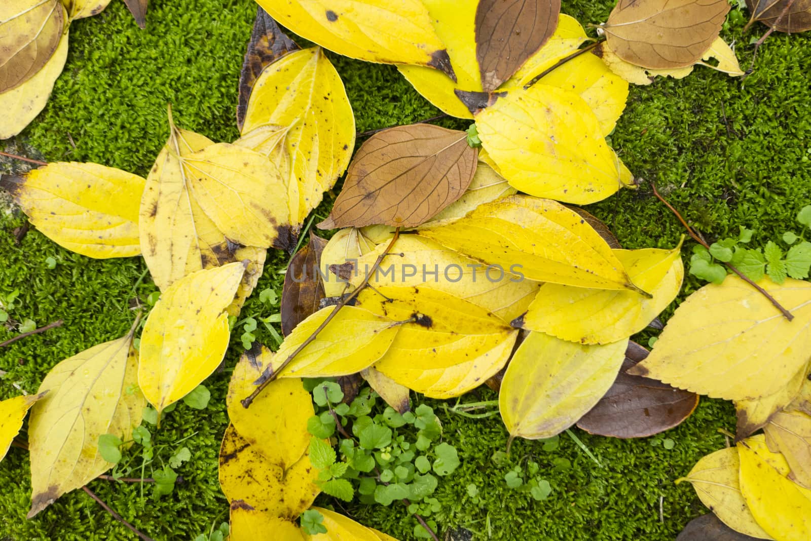 Colorful plant details of nature in Autumn season