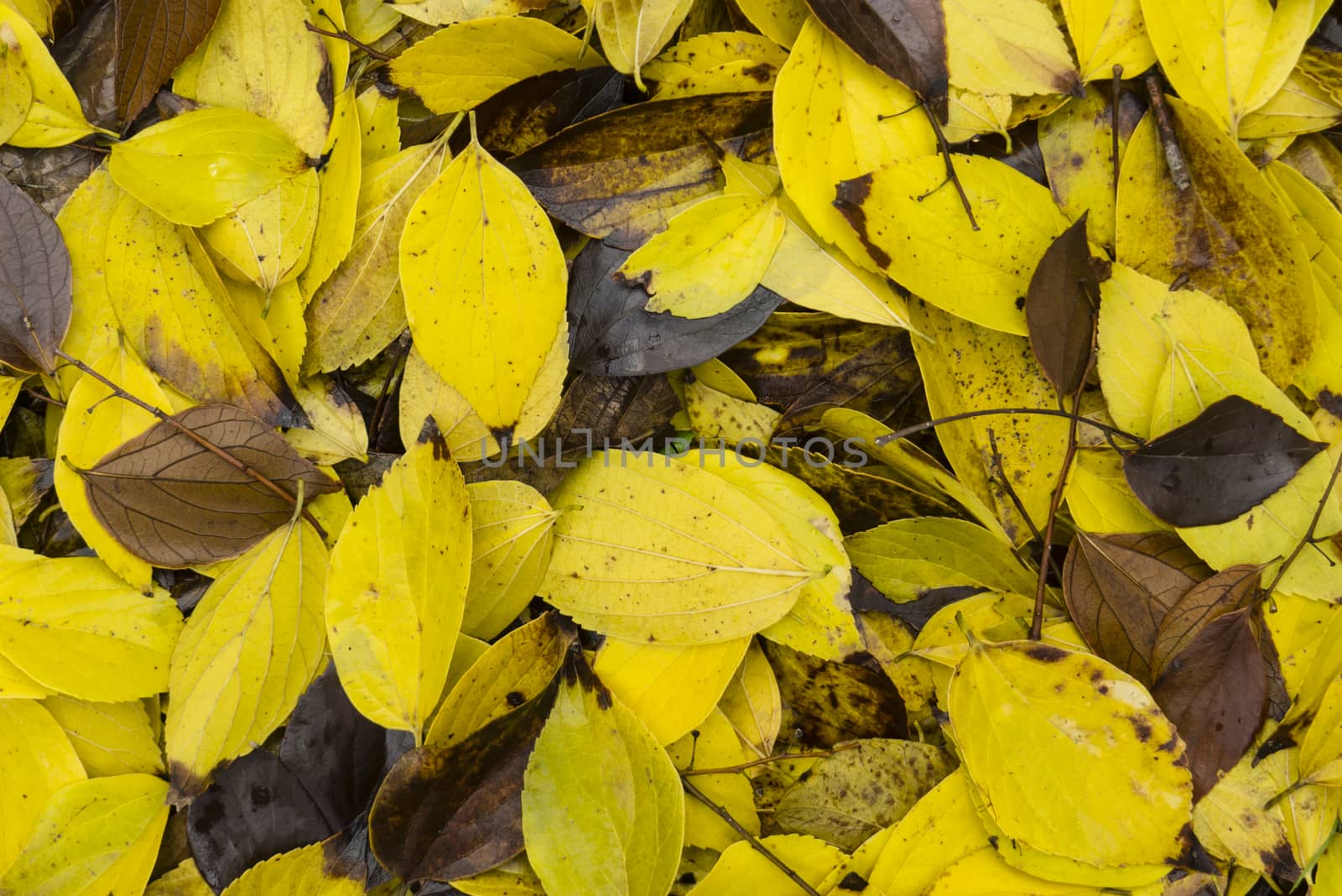 Colorful plant details of nature in Autumn season