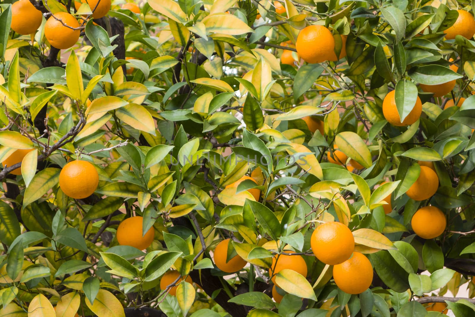 Orange fruits on trees in winter time, Citrus sinensis