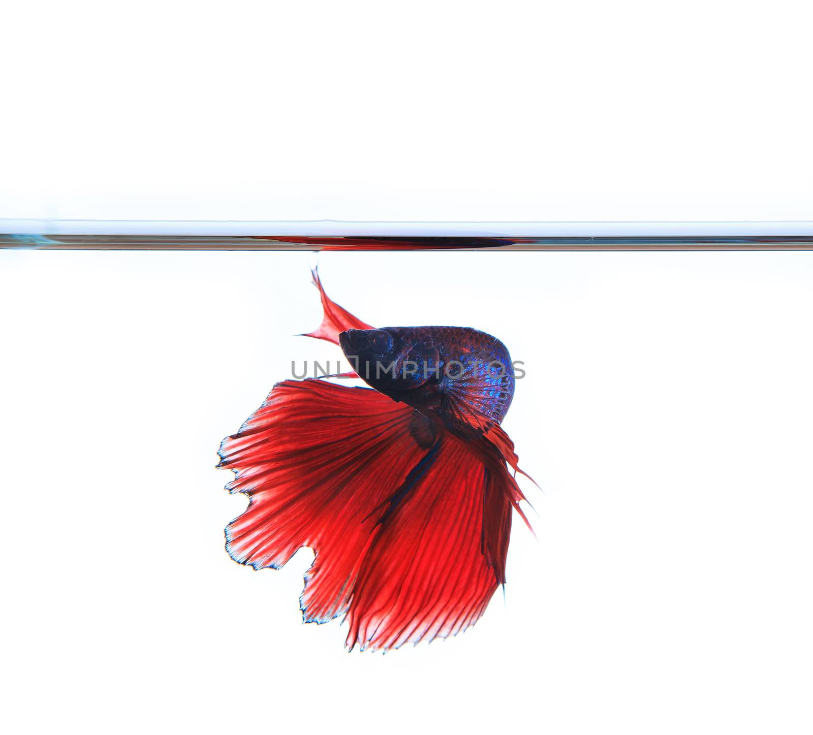 thai red betta fighting fish top form under clear water isolated by khunaspix