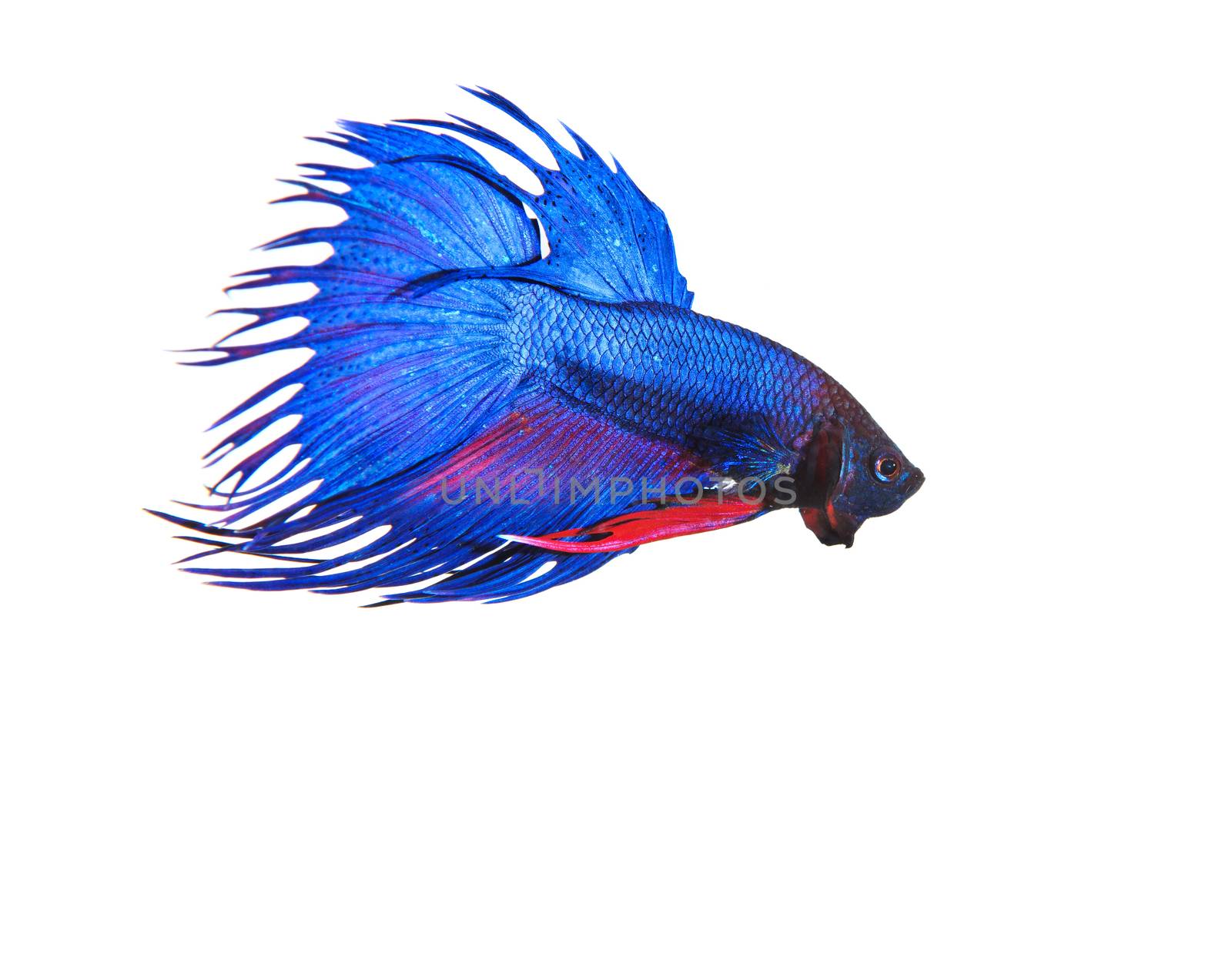 blue crown tail thai fighing fish betta prepare to fight isolate by khunaspix