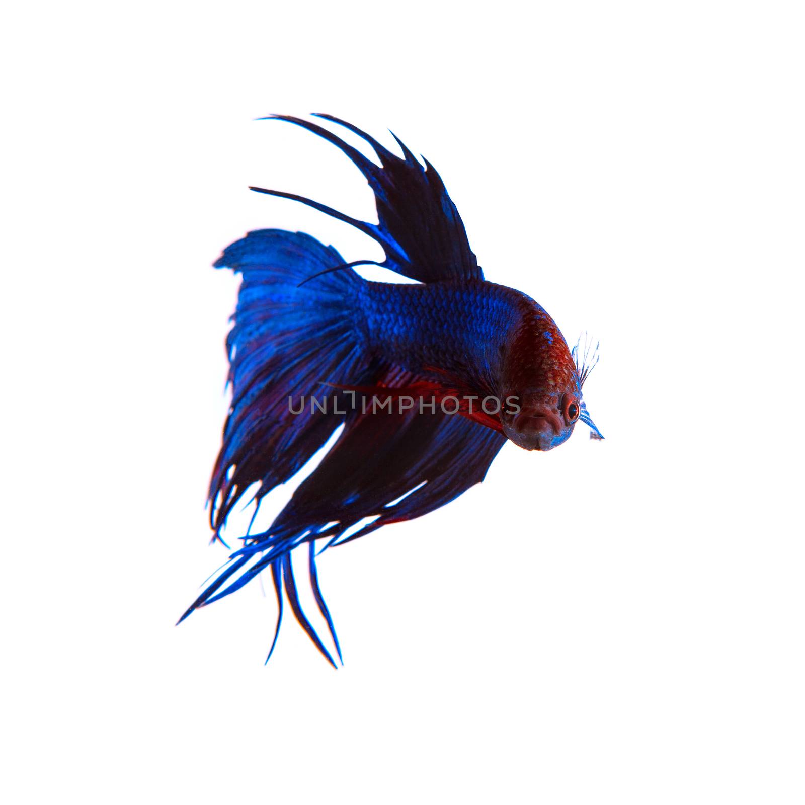 beautiful blue crown tail siamese thai betta fighting fish isolated white background